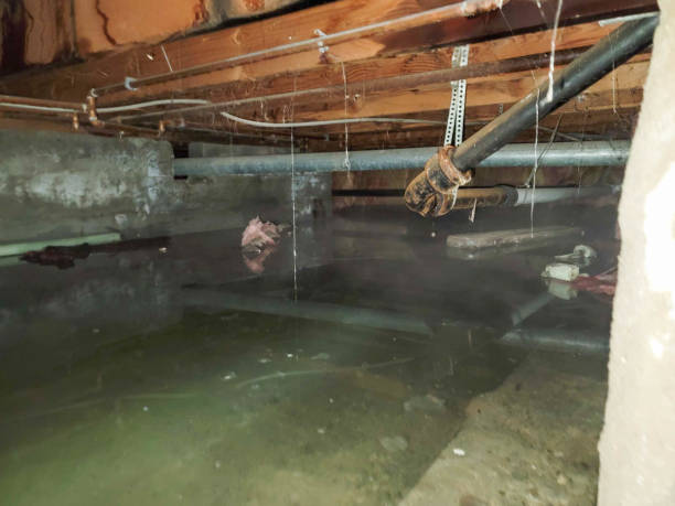 Best Flood damage cleanup  in South Browning, MT
